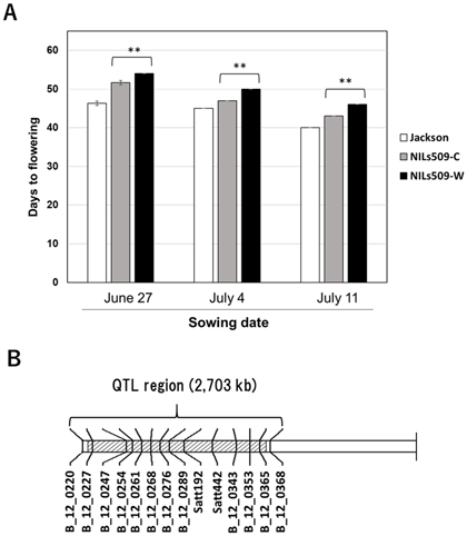 Fig. 3. Flowering time QTL qFT12.1 detected in the wild soybean CSSL population 