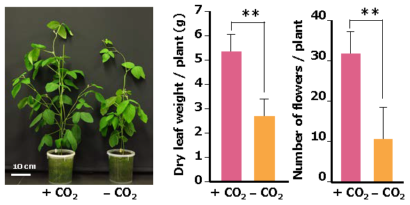 Fig 3. CO2 supplementation enhances soybean growth and flower number in growth chambers. 
