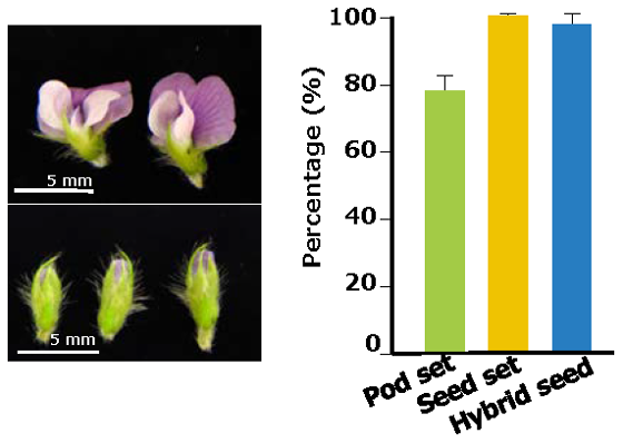 Fig 4. The soybean flowers grown in the CO2-supplemented growth chamber are useful for effective crossing. 