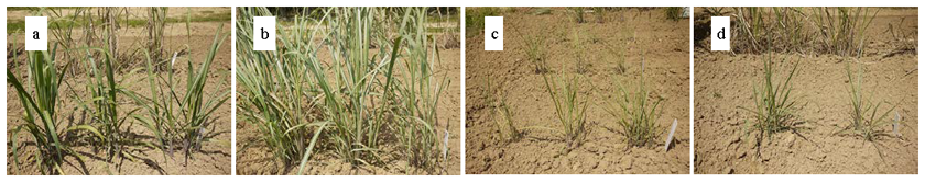 Fig. 1. Growth of intergeneric hybrids between sugarcane and E. arundinaceus 