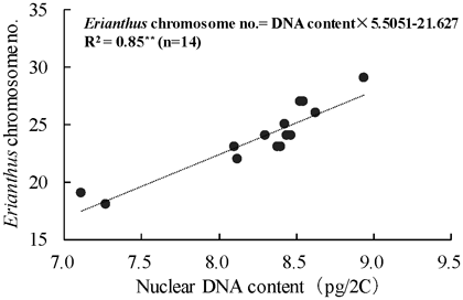 Fig. 3. Correlation between the nuclear DNA content and Erianthus chromosome number in intergeneric hybrids