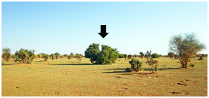 Fig. 1. Night-roosting site choice by gregarious nymphs of Schistocerca gregaria. 