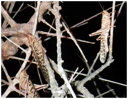 Fig. 3. Adult locusts roosting on the branches of a large tree during the night.