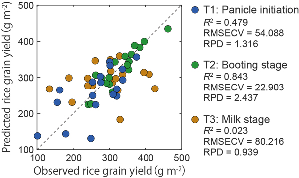 Fig. 2. Observed and predicted values of rice grain yield using PLS regression for datasets T1, T2, and T3 (n = 18).