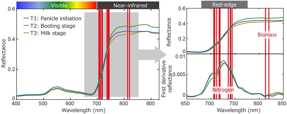 Fig. 3. Canopy reflectance and selected wavebands (red bars) in the ISE-PLS model for booting stage (T2).