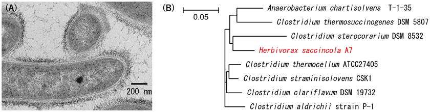 Fig. 1. Electron micrograph (A) and phylogenetic tree (B) of H. saccincola A7.