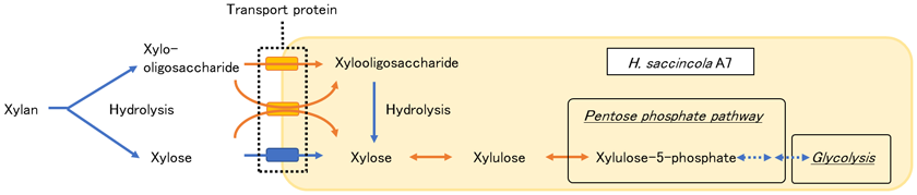 Fig. 2. Metabolic pathway of xylose and xylooligosaccharides in H. saccincola A7.