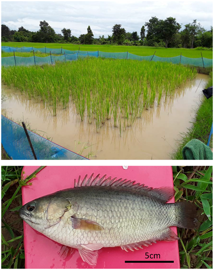 Fig. 1. Rice paddy for fish culture (top) and the harvested climbing perch (bottom)