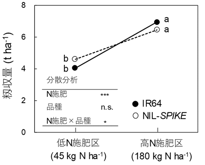 図2 低N施肥区と高N施肥区でのIR64とNIL-SPIKEの籾収量比較