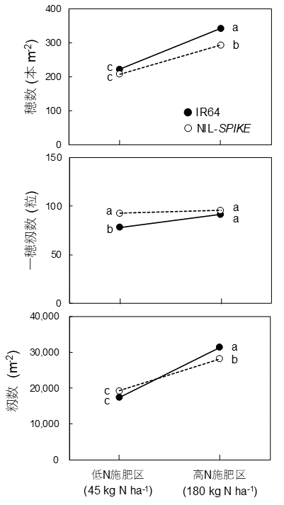 図3 低N施肥区と高N施肥区でのIR64とNIL-SPIKEの穂数、一穂籾数、m2当たり籾