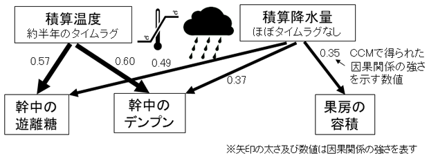 図2 経験的動態モデリングによって有意と示された積算温度及び積算雨量からの幹中の遊離糖及びデンプン量と果房容積への因果関係