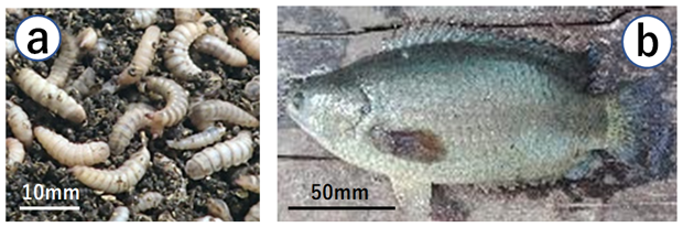 "Fig. 1. Black soldier fly larvae (a) and the climbing perch (b)""