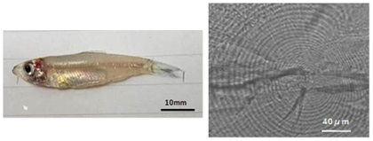 図1 パケオ成魚（体長約40mm）（左）、および耳石の日周輪（右）