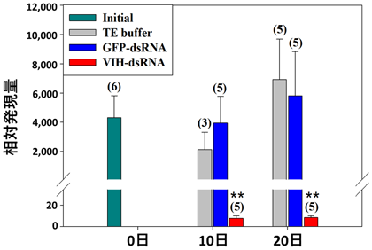 図2 VIH-dsRNA注射によるSGP-G遺伝子発現の抑制
