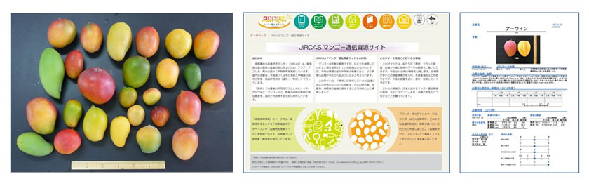 図2 国際農研が保有するマンゴー遺伝資源（左）、「JIRCASマンゴー遺伝資源サイト」トップページ（中央）および品種特性情報ページ（右）