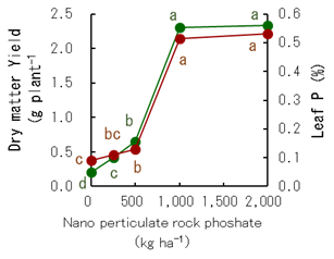 Fig. 4. Effects of nanoparticulate phosphate rock on spinach dry matter yield and leaf P concentration