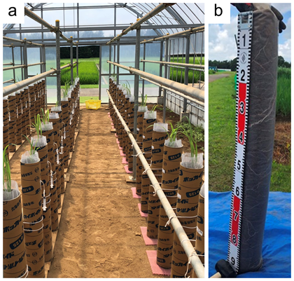 "Fig. 1. Sorghum pipe (12 cm x 1 m) cultivation test in greenhouse at 31 days after seeding (a), and soil column removed from pipe at the first soil and plant root sampling (b)""