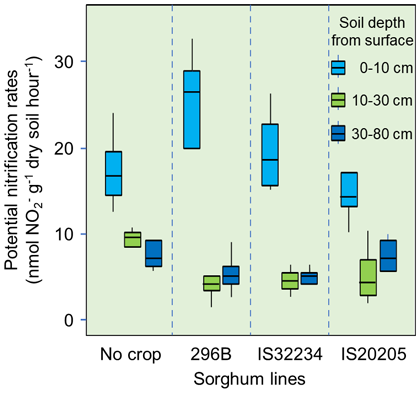 Fig. 3. Nitrification activity in bulk (no crop) and sorghum rhizosphere soils along the soil profile at 70 days after seeding, under nitrogen fertilizer application (120 kg ha-1)