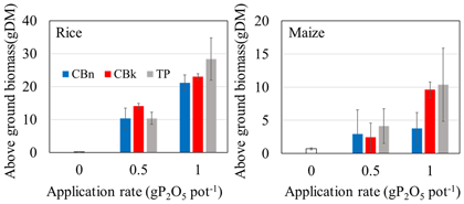 Fig. 2. Application effects of phosphate rocks calcinated with Na carbonate and K carbonate on rice and maize