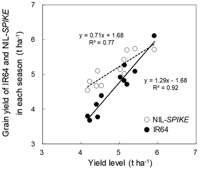 Fig. 1. Comparison of grain yield between IR64 and NIL-SPIKE across 11 seasons.