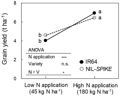 Fig. 2. Comparison of grain yield between IR64 and NIL-SPIKE under low- and high-N  applications. *** and * show significance at 0.1% and 5% levels, respectively, while n.s. indicates not significant. Different letters show significant difference at 5% le