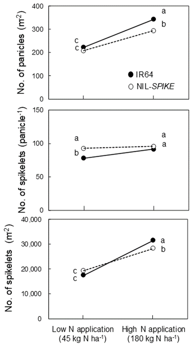 Fig. 3. Comparisons of the number of panicles m-2, the number of spikelets per panicle, and the number of spikelets m-2 between IR64 and NIL-SPIKE under low- and high-N applications. Different letters show significant difference at 5% level