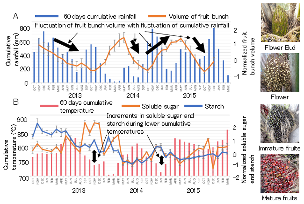 Fig 1. The volume of fruit bunch summed from all development stages, shown by photos on the right side, and 60 days cumulative rainfall (A), the amounts of soluble sugar and starch in oil palm stem and 60 days cumulative temperature during the observation