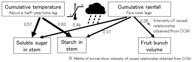 Fig. 2. Significant causal relationship from cumulative temperature and rainfall to soluble sugar, starch in oil palm stem, and volume of fruit bunch evaluated by empirical dynamic modelling.