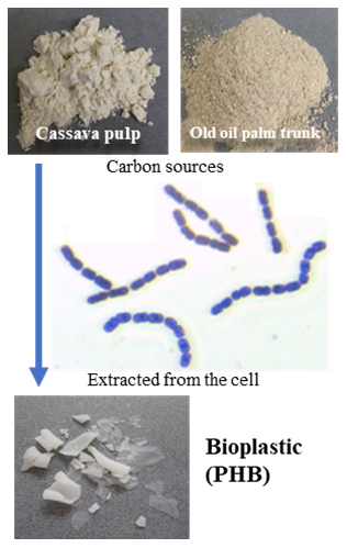 Fig. 2. PHB production from starch in agricultural waste and residues