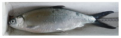 "Fig. 1. Harvested milkfish (Chanos chanos) 29.8 cm fork length","title":"Fig. 1. Harvested milkfish (Chanos chanos) 29.8 cm fork length","class":"media-element file-wysiwyg","data-delta":"3"}}]]Fig. 1. Harvested"