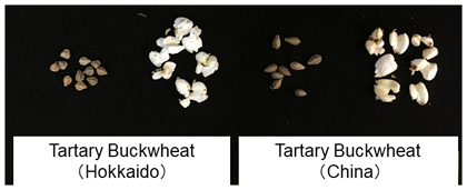 Fig. 1. Popped Tartary buckwheat using circulated fluidized-bed heating treatment The treatment provides edible popped Tartary buckwheat in a short time.