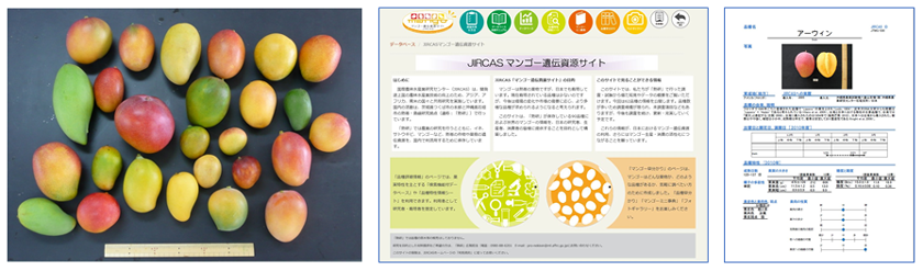 "Fig. 2. Mango genetic resources conserved at JIRCAS (left), a screenshot of the top page of the “JIRCAS Mango Genetic Resources Site” (center), and a linked page on the website, showing important information on mango variety characteristics (right)."}},"attributes":{"alt":"Fig. 2. Mango genetic resources conserved at JIRCAS (left), a screenshot of the top page of the “JIRCAS Mango Genetic Resources Site” (center), and a linked page on the website, showing important information on mango variety characteris"