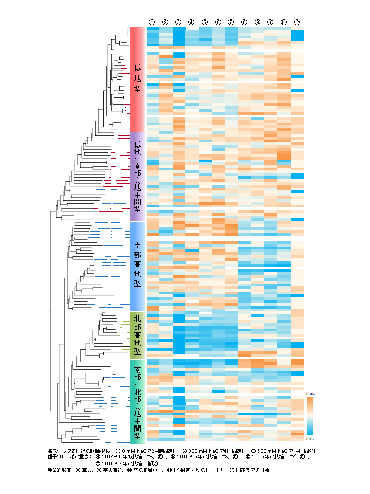 図1. 136のキヌア系統の遺伝子型と表現型のヒートマップ