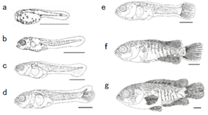 Fig. 2. Anabas testudineus larvae and juveniles