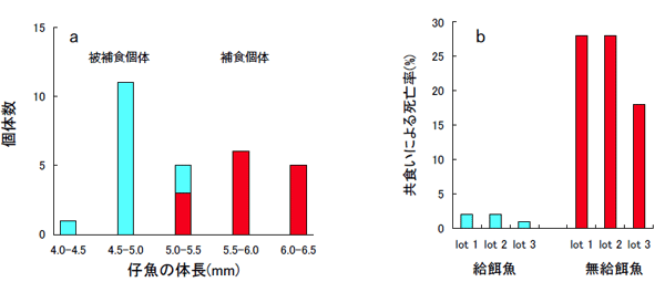 図3．共食い開始期（孵化後12日目，平均体長5.2±0.6mm）の補食・被補食個体の体長差(a)と，給餌・無給餌条件下での共食い発生率の差(b)（Morioka et al., 2009aを改変）．