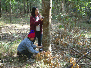 Fig. 2 A 17-year-old Hopea odorata planted in the Senna siamea plantation
