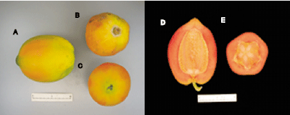 Fig. 1. Fruit of “Ishigaki Sango.”