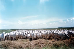 Photo 1. Grazing cattle on a wetland pasture during the dry season.