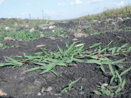 Photo 2. Seeding establishment of Brachiaria Humidicola on a wetland pasture at the beginning of the dry season.