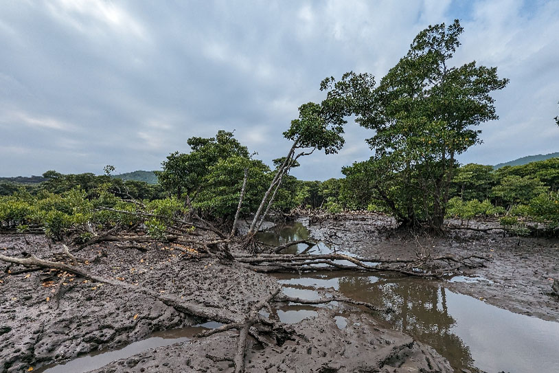 西表島仲間川マングローブ林での台風被害の状況