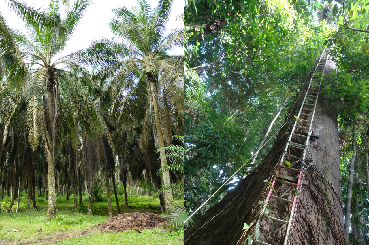 国際農研が活動する東南アジアの森林
