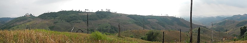 Specimen Trees of Secondly Forest in Lao PDR