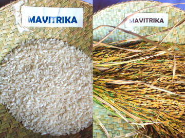 養分欠乏下で高い生産性を示す陸稲品種「Mavitrika」の外観