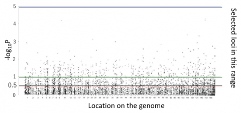 Fig 2. Manhattan plot showing association between tree height after thinning and genotype of each loci