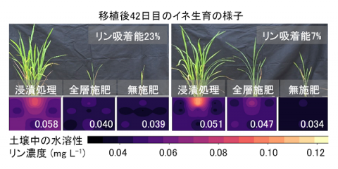 図3 リン吸着能が異なる土壌でのリン浸漬処理の効果と土壌中の水溶性リン濃度の空間分布