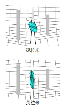 図2 ロール間隙での籾の挙動