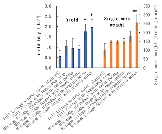 Fig. 2. Combination effects of modified minimum tillage and surface mulch on taro yield and single corm weight 