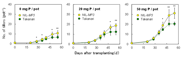 Fig. 1. Changes in the number of tillers between Takanari and NIL-MP3 grown in pots that contain nutrient-poor soils in Madagascar at various P application rates.