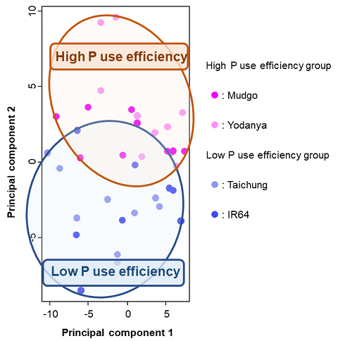 Fig. 1. Metabolite profile of rice varieties contrasting in P use efficiency