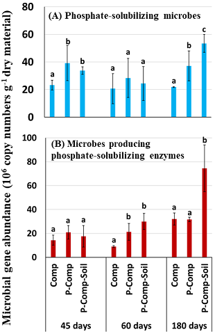 Fig. 2. Changes in the abundance of phosphate-solubilizing microbes and phosphate-solubilizing enzymes during composting